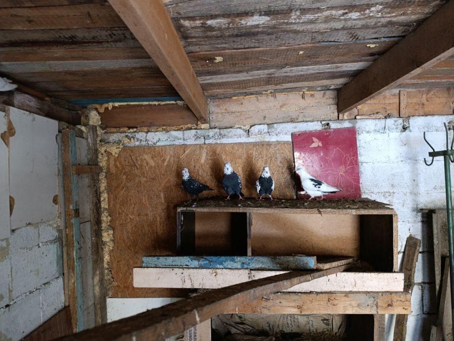 Голуби бакинцы 6 шт