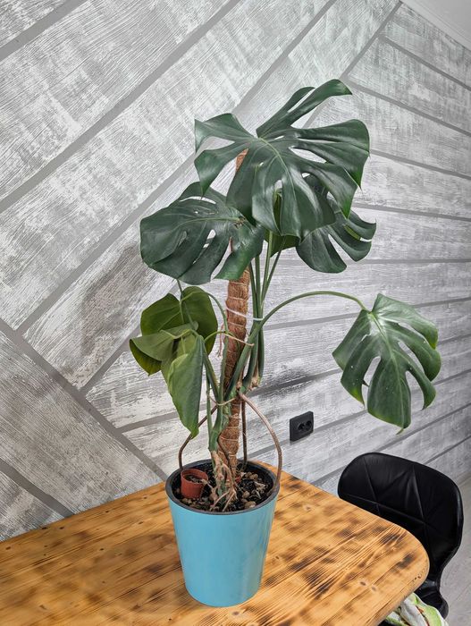 Монстера Делициоза — крупное комнатное растение
