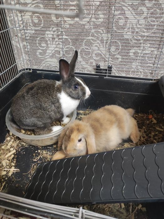 Продам клетку с карликовыми кроликами