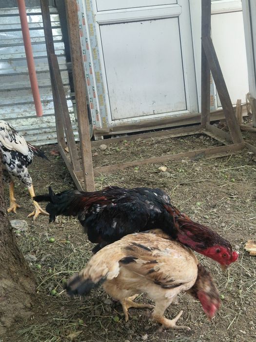 Куры и петухи продам