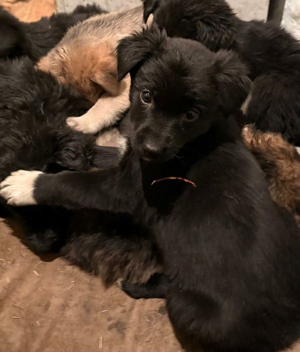 Отдам в добрые руки щенят