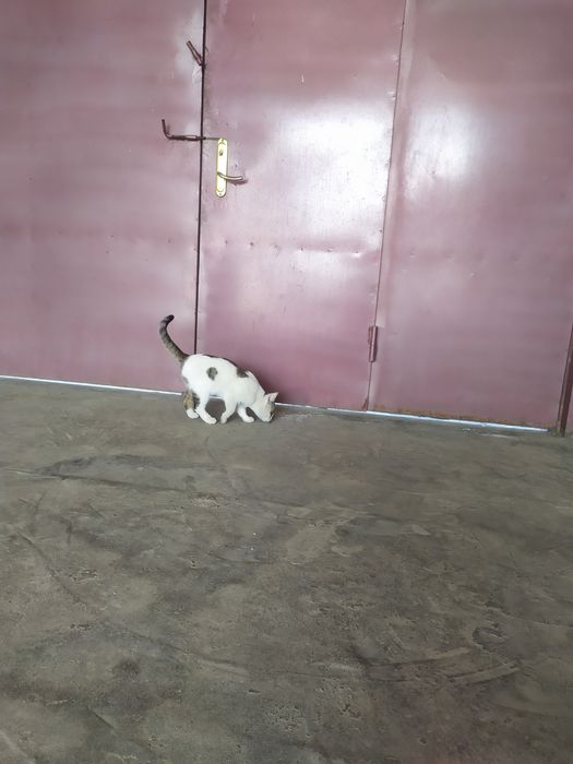 Mushuk sotiladi narxi