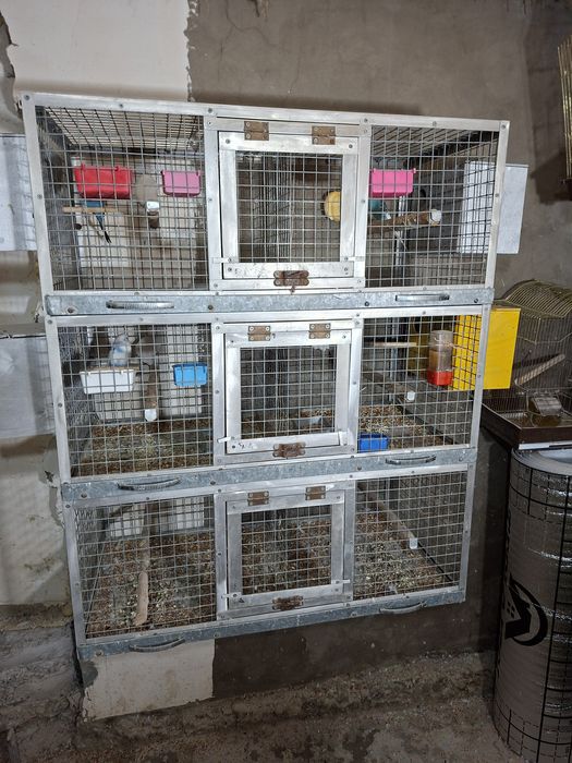 Volnistiy popugay 15 ta para