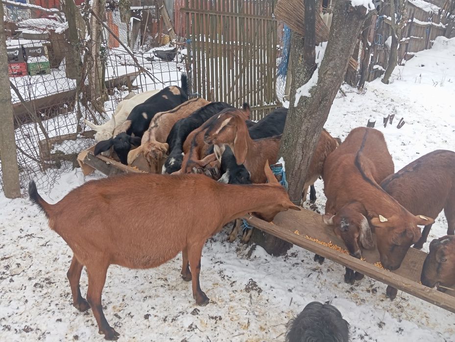 Iezi anglonubieni și Alpini