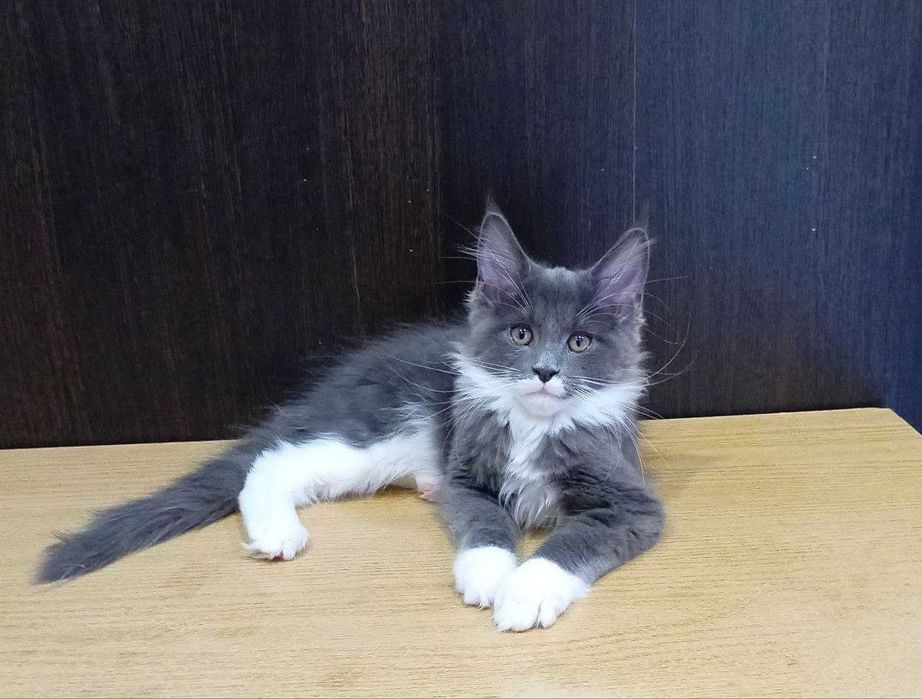 Продаётся котёнок мейн кун!