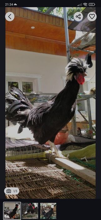 Хуруз сотилади  йо бартер килинади хашаки товукга 2 та га  нахтга 200