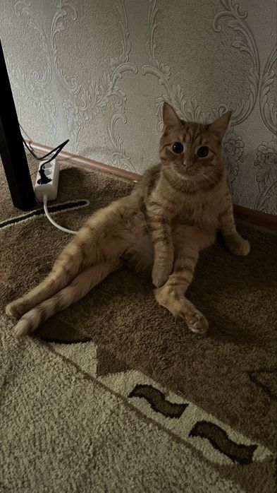 Отдам котов в добрые руки