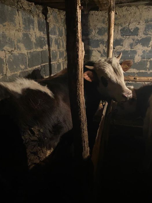 Бычок сатылады етке