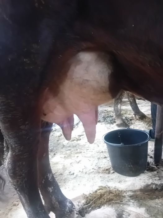 Vaci  cu vitai de vanzare