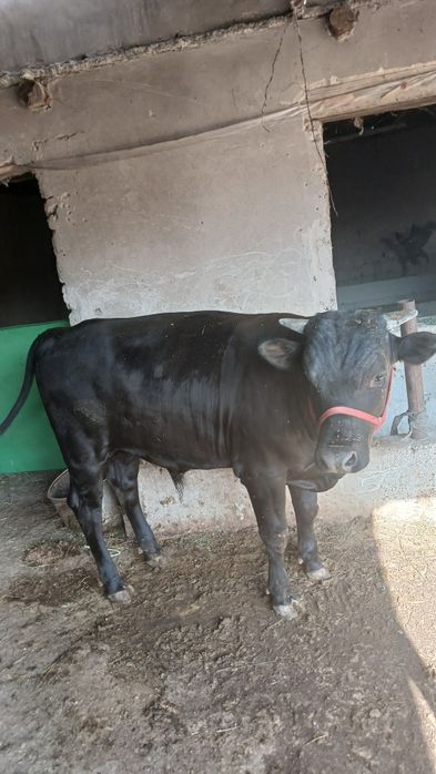 Buqa sotiladi  qora jaydari buqa