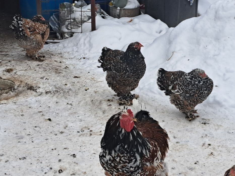 Vand oua incubat brahma portelan