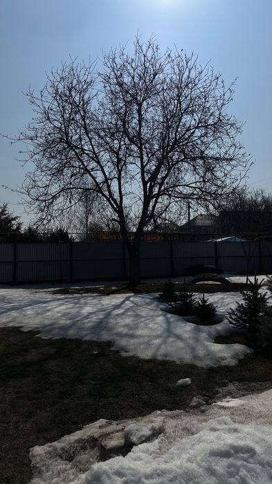 Дерево грецкого ореха