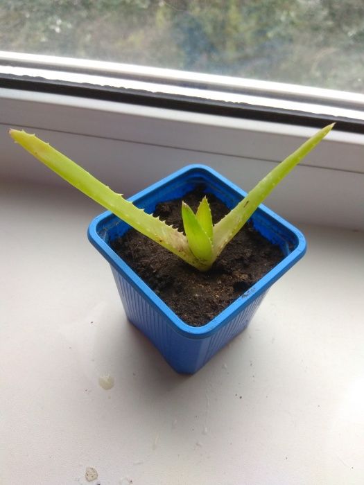 Комнатное растение Алоэ