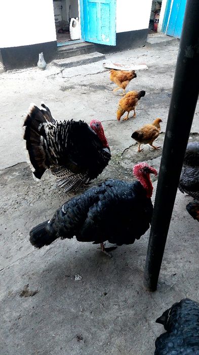 Индюки крупные продам