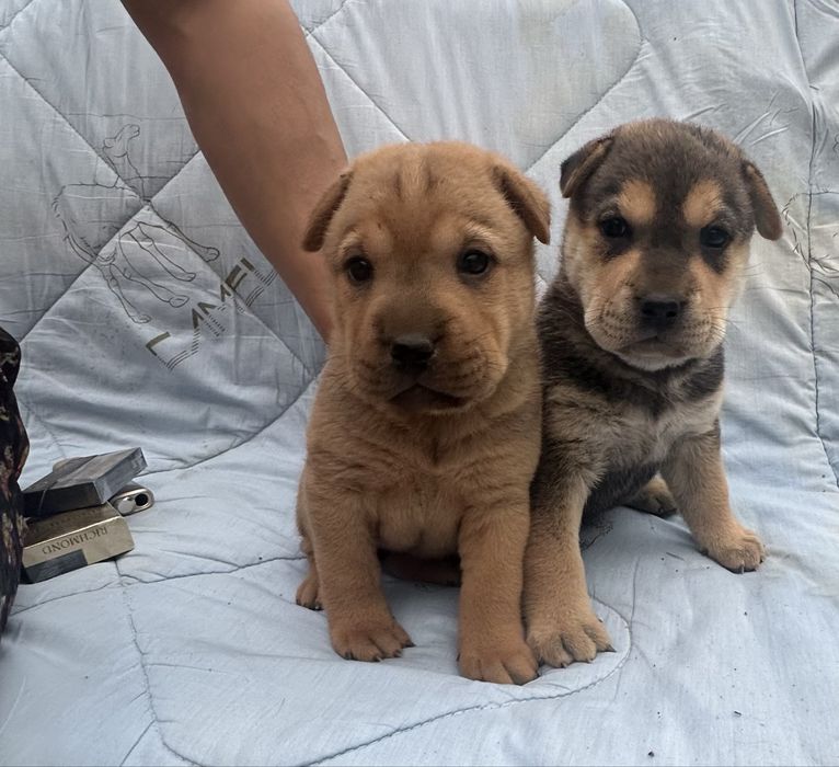 Продам щенят Шарпея смесь