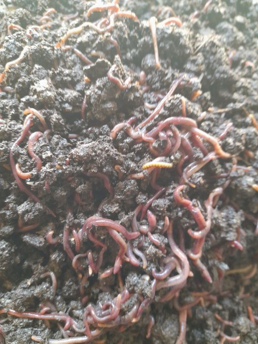 Продаются калифорнийские черви.