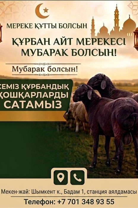Продам кочкаров на құрбан айт