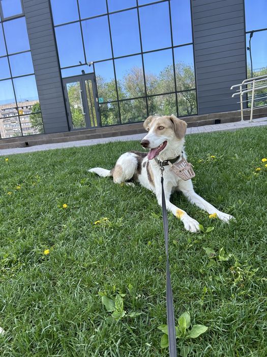 Отдаем пса, срочно