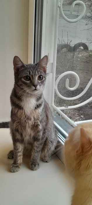 Котенок девочка ищет доброту