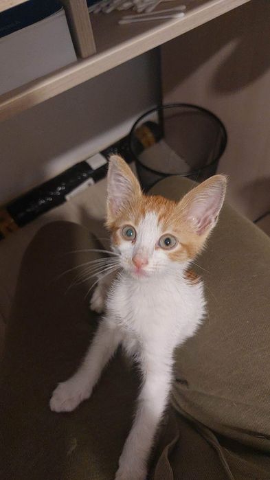 Motanel in varsta de 2 luni pentru adoptie
