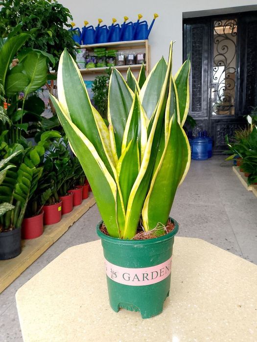 Sansiveriya gold сансиверия голд