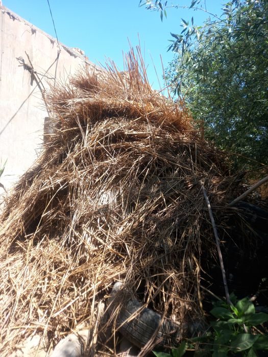 Жайдын басына шоп бар