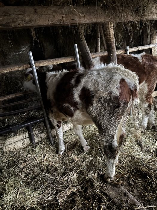 Vand vitei si juninca