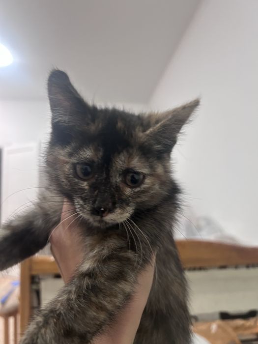 Потерялся котенок