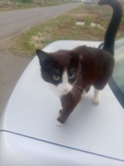 Отдам бесплатно кошку