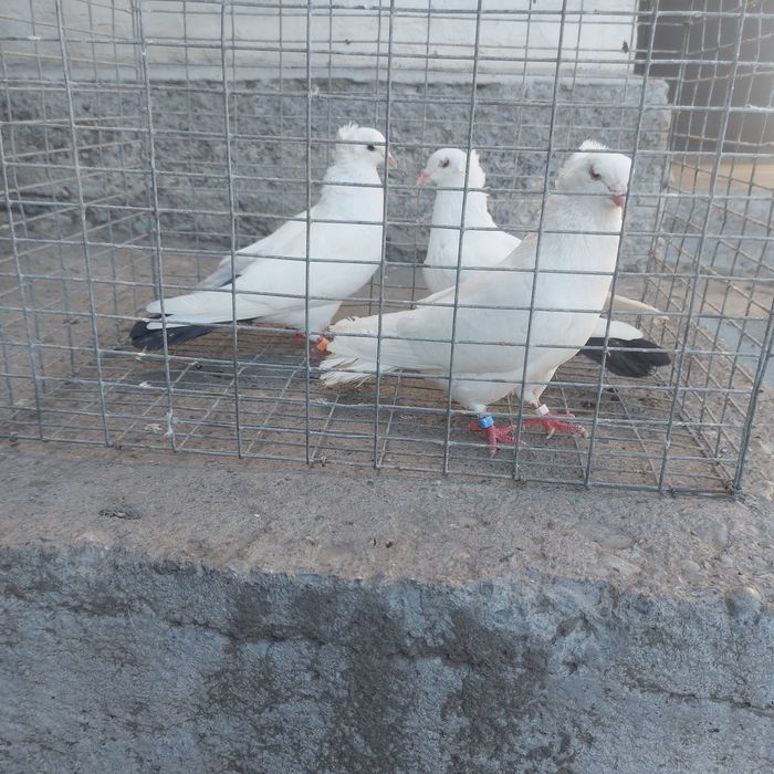 Бели чернахвость бровястые  самец