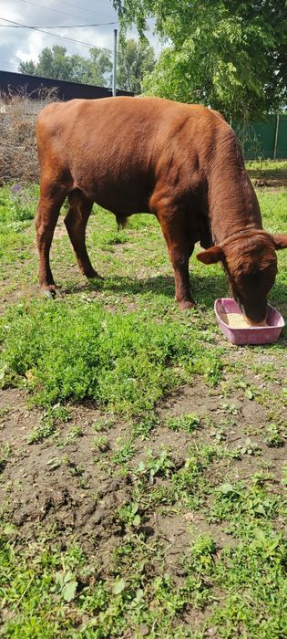 Продам бычка спокойны ручной