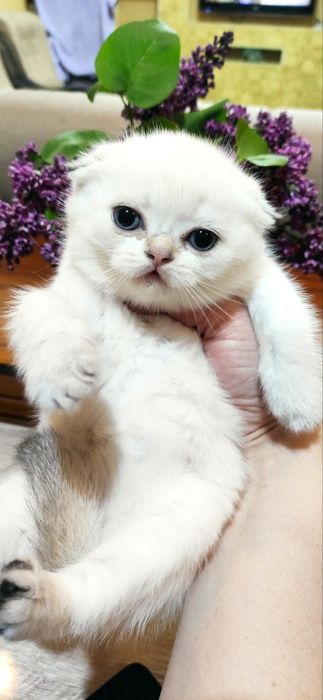 Продаются шикарные котята скотиш фолд и скотиш страйт