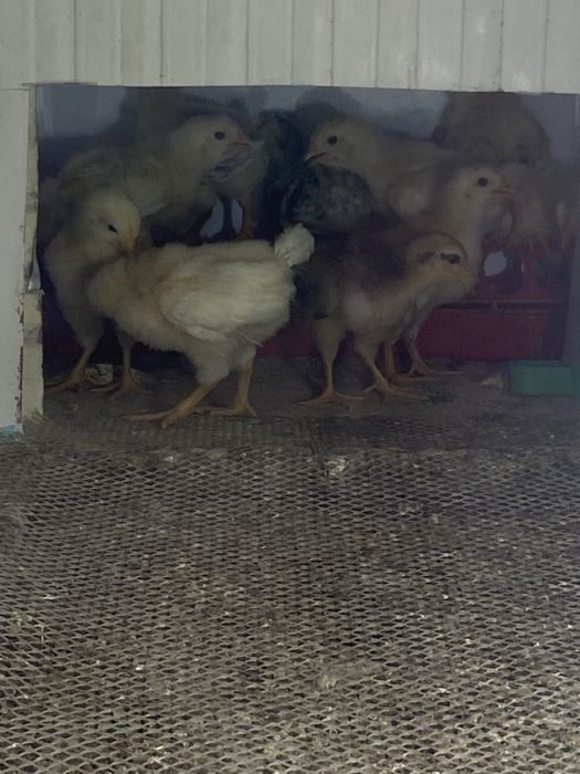 Адлер балапаны 1 айлык