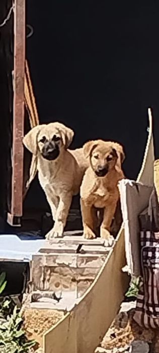 В очень добрые руки