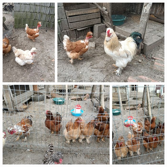 Oua pentru incubat gaini motate, barboase si motate frezate