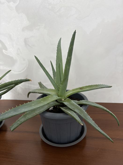 Алоэ вера и алоэ столетник