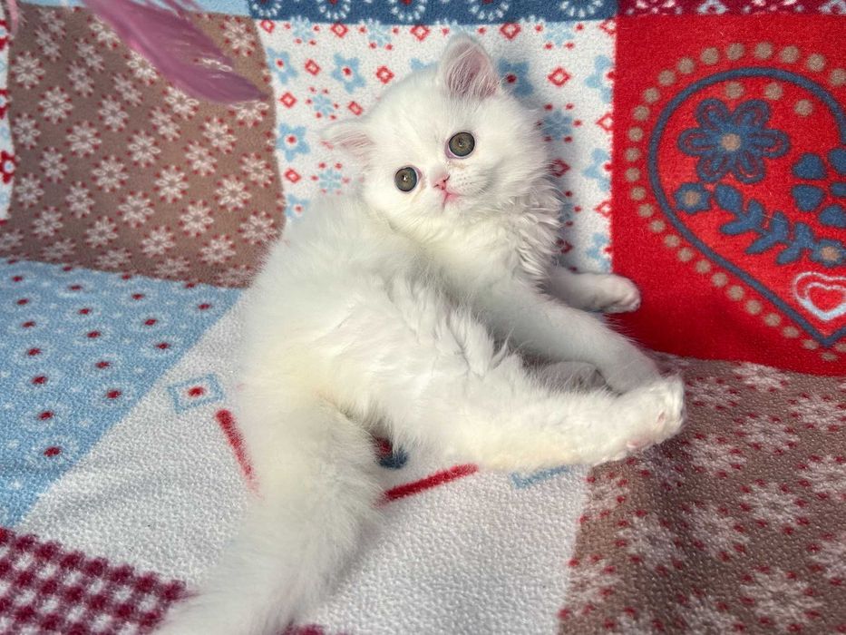 Pisicuță adorabilă Scottish Straight Longhair, cu Pedigree