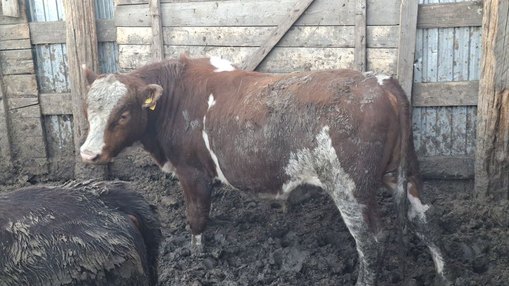 Продам быков год и 2 месяца