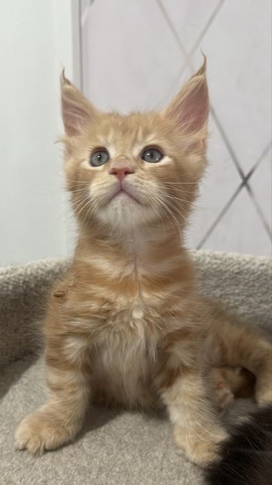 КОТЯТА_Продаются_