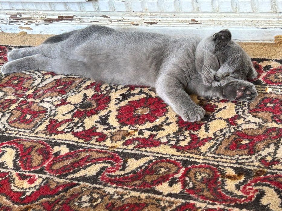 Продается котенок