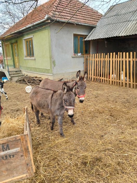 Magarita de vânzare cu pui lângă ia tânără de 3 ani și e cuminte merge și calare