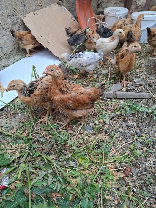 2 айлық кучин балапандары