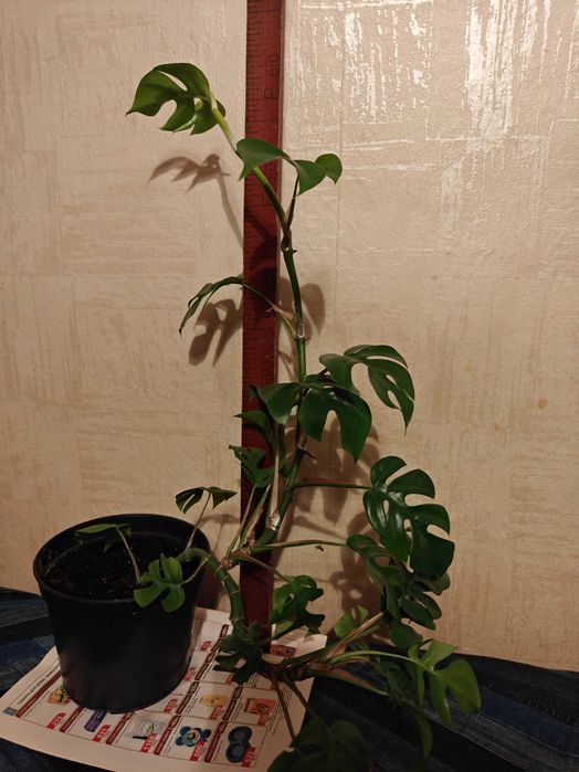 Монстера минима рафидофора. Комнатное растение.