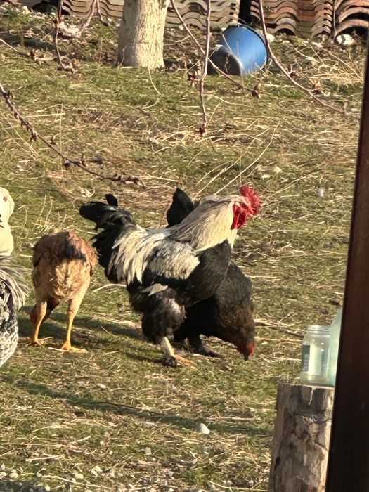 Петух әтеш қораз