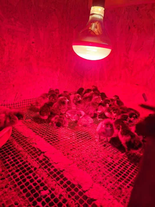 Pui de Marans ;Australorp:Crem legbar; Olive