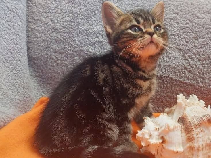 American shorthair