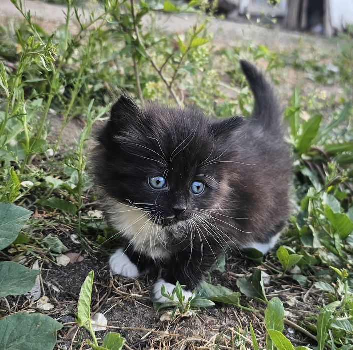 Отдам котят в добрые руки