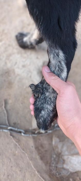 Продаётся шинок Алабая девочка