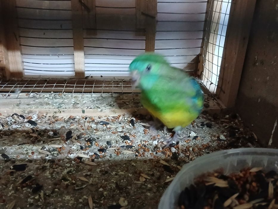 Певчие попугаи молодые