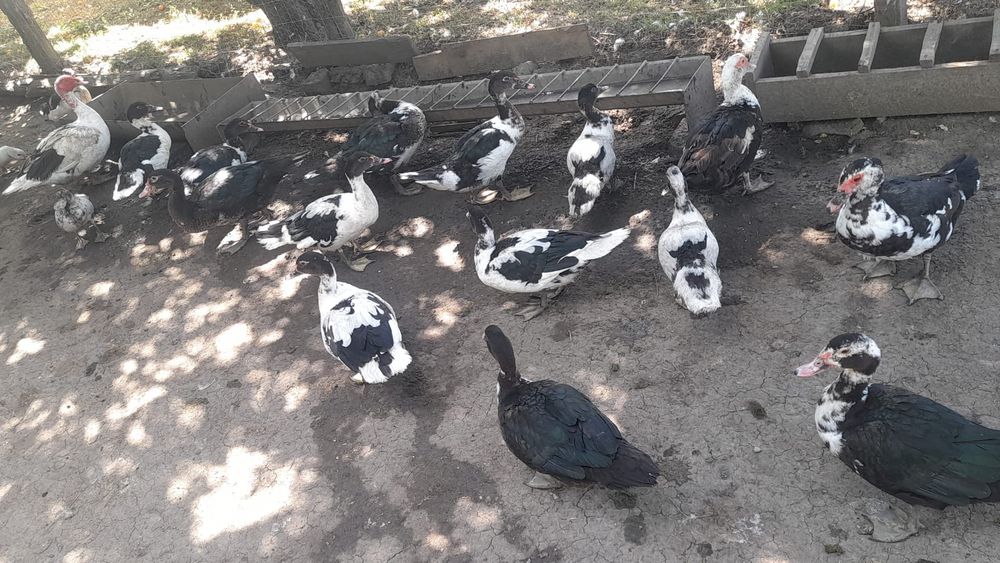 Vand rate mute de anul asta